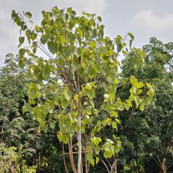 Bahuvachanam Puttur Clubhouse