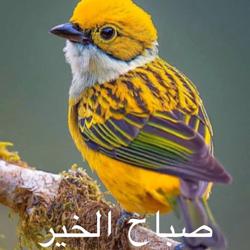 Mohammed Dd Clubhouse