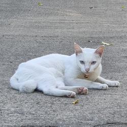 Pornchai Lerk-anun Clubhouse