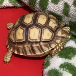 Winnie Wijayanti Clubhouse