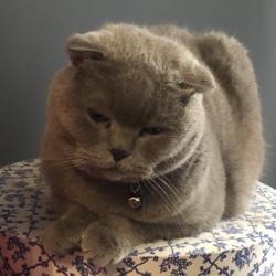 Tülin Daloğlu Clubhouse