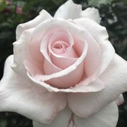 Nonyou D777 Clubhouse