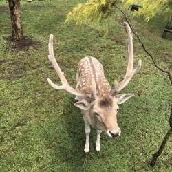 ivan adhi putra Clubhouse