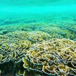 Kuda Aunty Clubhouse