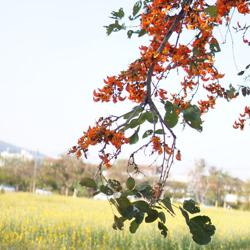Gifto San Clubhouse