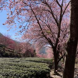 Huankang huang Clubhouse