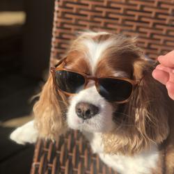 Clubhouse profile picture for @hotdogs