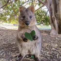 Clubhouse profile picture for @australia