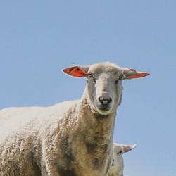 Deffy Nunu Clubhouse