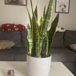 Kolya Cote Clubhouse