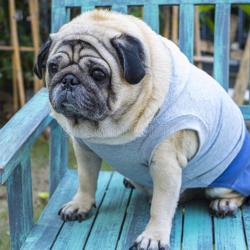 alexander romanes Clubhouse