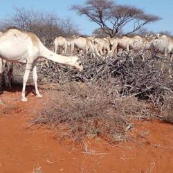 Cirdaye Cirdaye Clubhouse