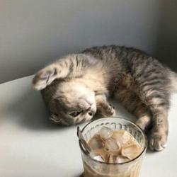 Amyyyyy Jin Clubhouse