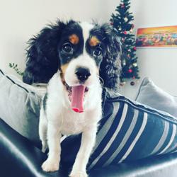 Clubhouse profile picture for @puppies