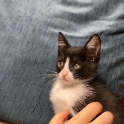 Tiana Chen Clubhouse