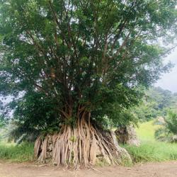 Suraiya Kasim Clubhouse