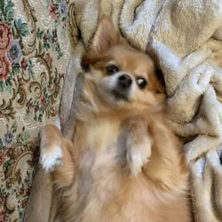 Clubhouse profile picture for @chihuahua