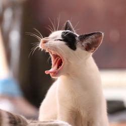 Clubhouse profile picture for @karaoke