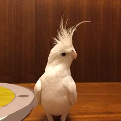 Birdy Chen Clubhouse
