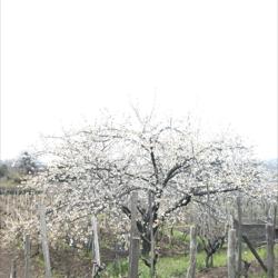 Tenuta Fessina Clubhouse