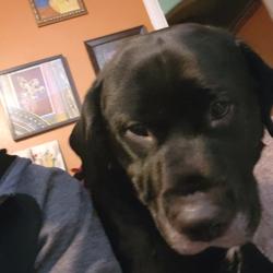 Moose Bella Clubhouse