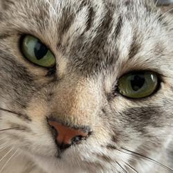 chiharu o. Clubhouse