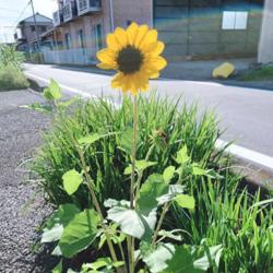 Kana Takase Clubhouse