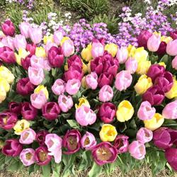 Sayuri Shimada Clubhouse