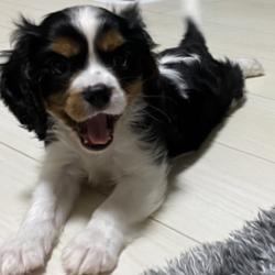 Mitsutake Kawashima Clubhouse