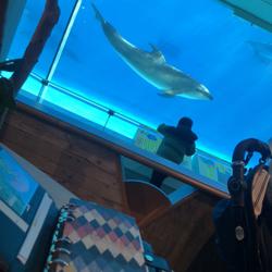Clubhouse profile picture for @aquarium