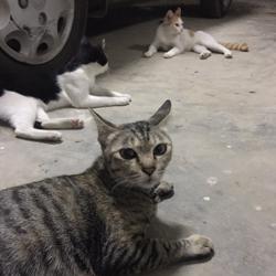 Jakraphob Pet Clubhouse