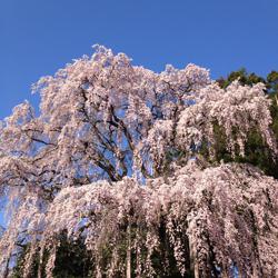 shika nomata Clubhouse