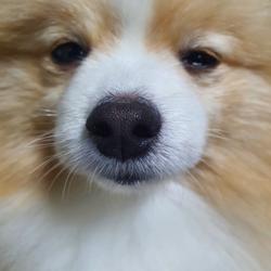 Clubhouse profile picture for @rekkles