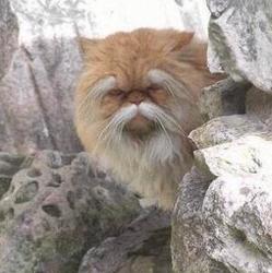 Miya Thenobody Clubhouse