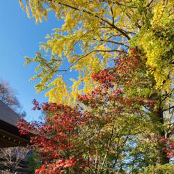 Sae Matsumura Clubhouse