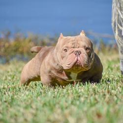 Clubhouse profile picture for @bullies