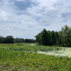 Jing Zhang Clubhouse