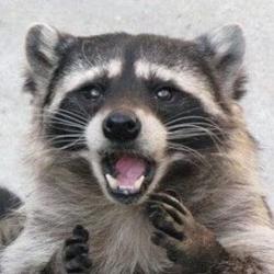 Clubhouse profile picture for @dangle