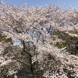 isamu mijajiri Clubhouse