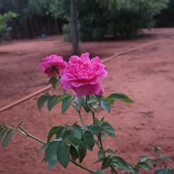 Srividya  Shivakumar Clubhouse