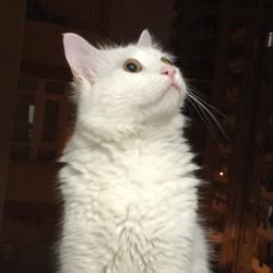 Binnur Cerit Clubhouse