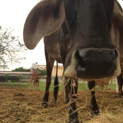 Bussakorn L. Clubhouse