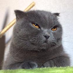 Yammy Jammy Clubhouse