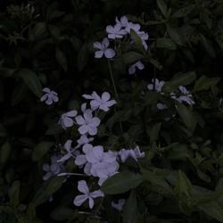 Natalia Elizondo Clubhouse