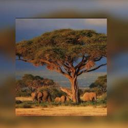 Ahmed Mohamed Clubhouse