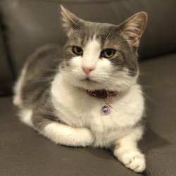 Cynthia Cc Clubhouse