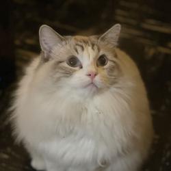 Chenkun Zhou Clubhouse