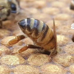 stinson bee Clubhouse