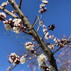 Jessica Gomula-Kruzic Clubhouse