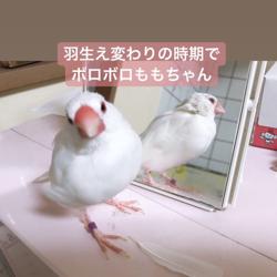 文鳥 たち Clubhouse